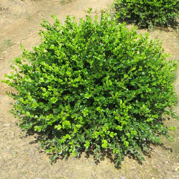 Buxus 'Winter Gem' - 3 Gallon Pot