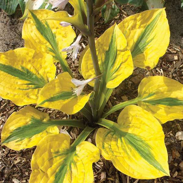 Hosta 'Glad Rags' - 2 Gallon