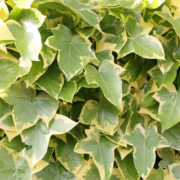 Hedera helix 'Golden Child' - 1 Gallon Pot