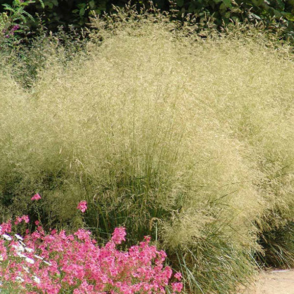 Deschampsia cespitosa 'Goldgehaenge'  - 2 Gallon Pot