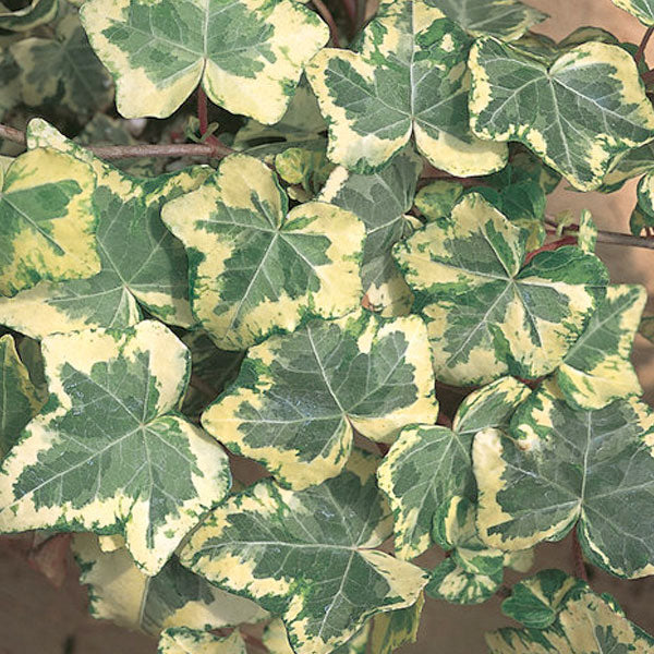 Hedera helix 'Golden Ingot' - 1 Gallon Pot