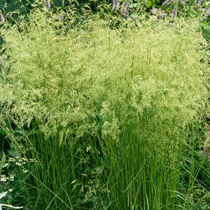 Deschampsia cespitosa 'Goldschleier'  - 2 Gallon Pot