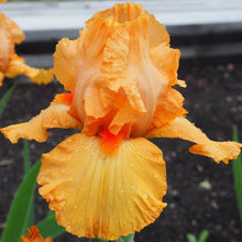 Load image into Gallery viewer, Iris germanica &#39;Maid of Orange&#39; - 1 Gallon Pot

