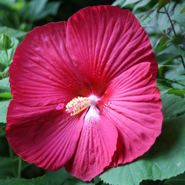 Hibiscus 'Cinnamon Grappa' - 2 Gallon Pot
