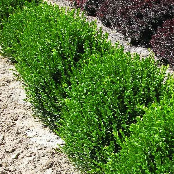 Buxus 'Green Velvet' - 3 Gallon Pot