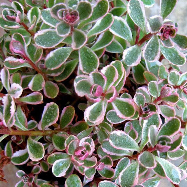 Sedum spurium 'Tri-Color'
