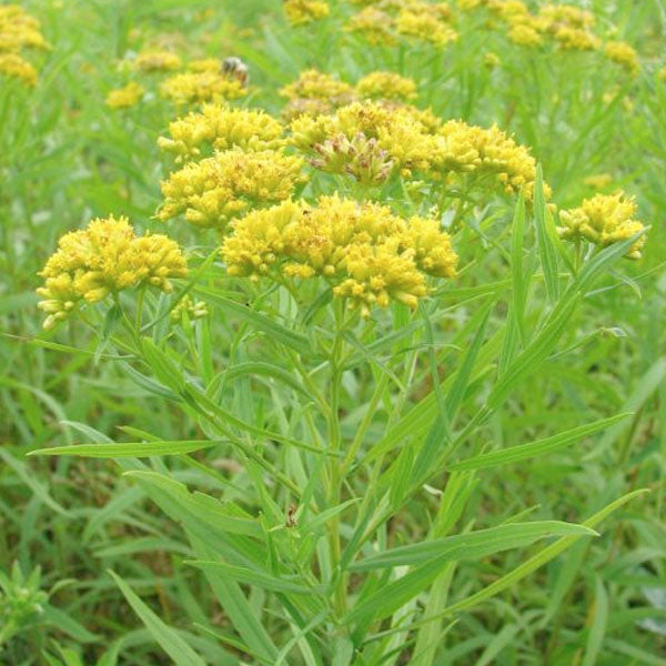 Solidago graminifolia