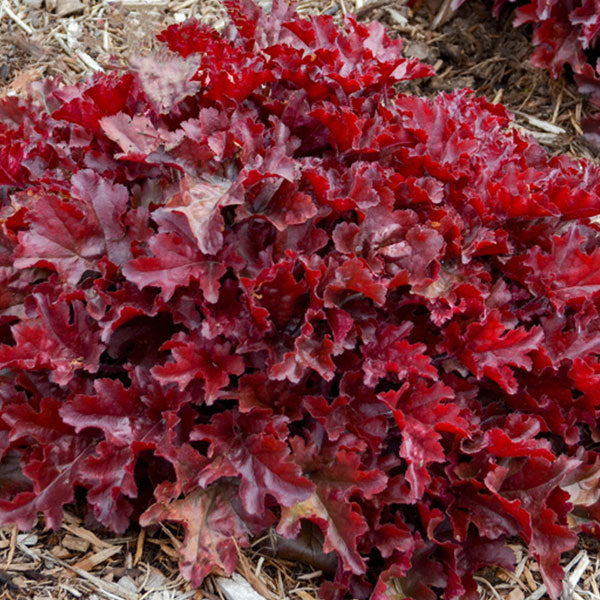 Heuchera Dolce® 'Cherry Truffles' - 2 Gallon Pot