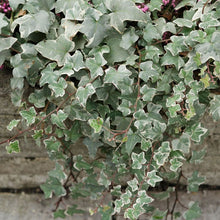 Load image into Gallery viewer, Hedera helix &#39;Glacier&#39; - 1 Gallon Pot
