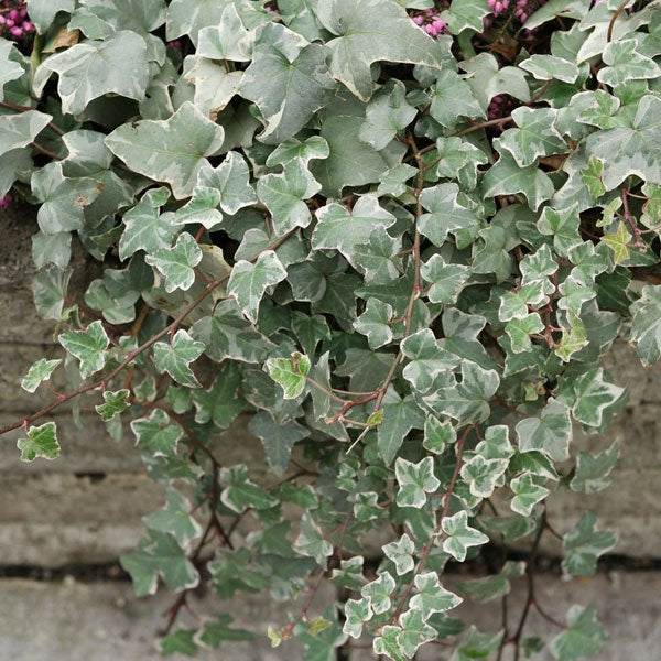 Hedera helix 'Glacier' - 1 Gallon Pot