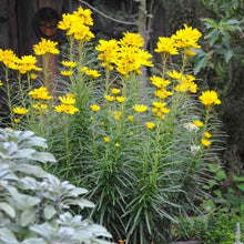 Load image into Gallery viewer, Helianthus angustifolius
