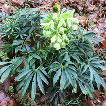 Load image into Gallery viewer, Helleborus foetidus - 1 Gallon
