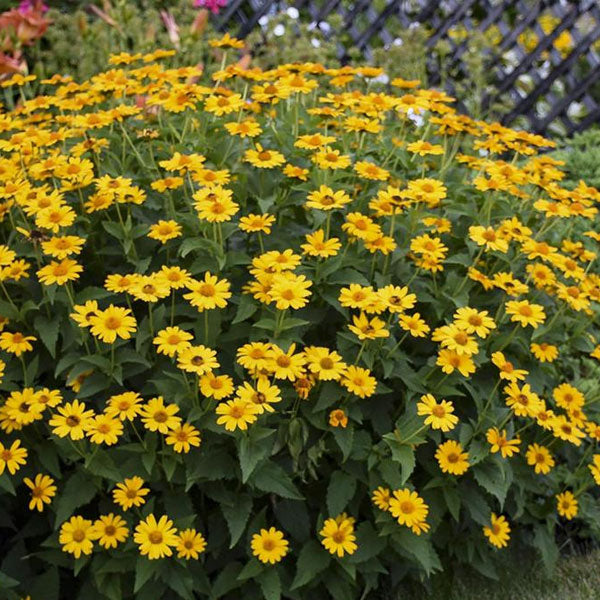 Heliopsis 'Summer Sun'