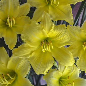 Hemerocallis 'Big Time Happy' - 2 Gallon Pot