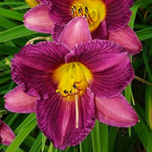 Load image into Gallery viewer, Hemerocallis &#39;Purple de Oro&#39;
