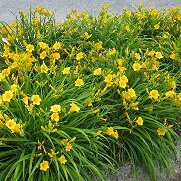 Hemerocallis 'Stella de Oro' - 2 Gallon Pot