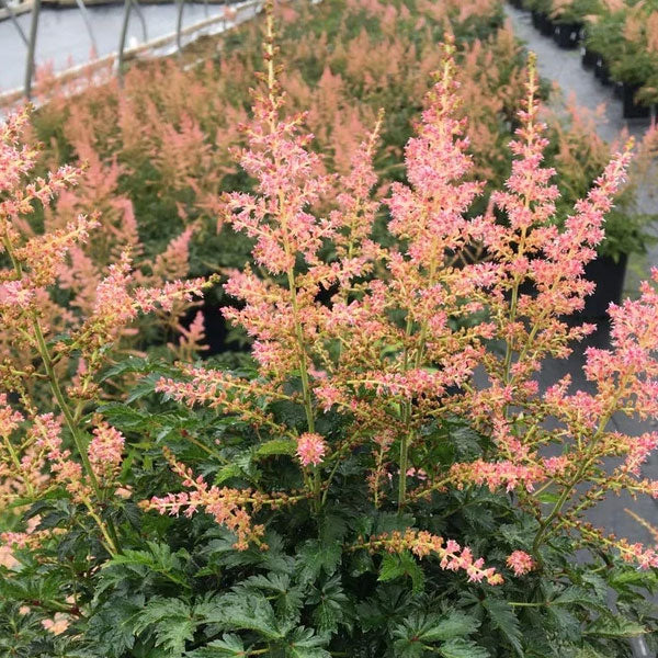 Astilbe 'Hennie Graafland' - 2 Gallon