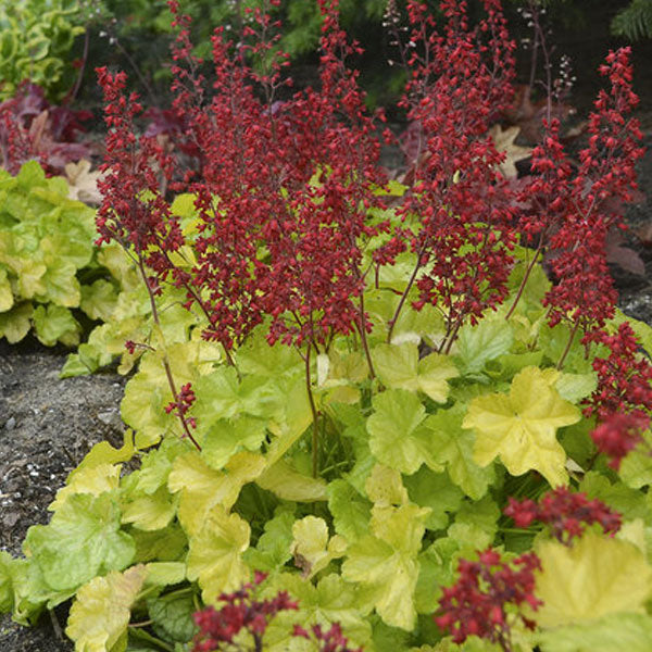 Heuchera Dolce® 'Appletini' PW - 2 Gallon Pot