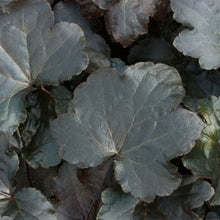 Load image into Gallery viewer, Heuchera &#39;Blackout&#39; - 2 Gallon Pot

