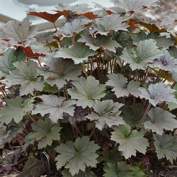 Heuchera 'Bronze Wave'