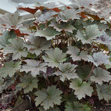 Load image into Gallery viewer, Heuchera &#39;Bronze Wave&#39;
