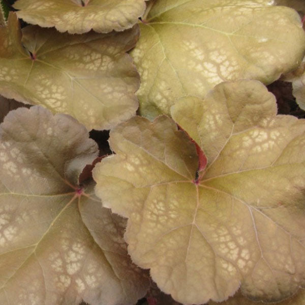 Heuchera 'Brown Sugar' - 2 Gallon Pot
