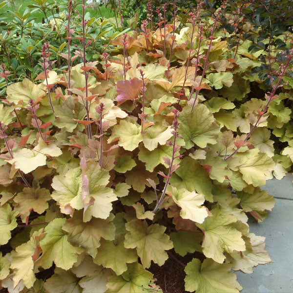 Heuchera 'Caramel'