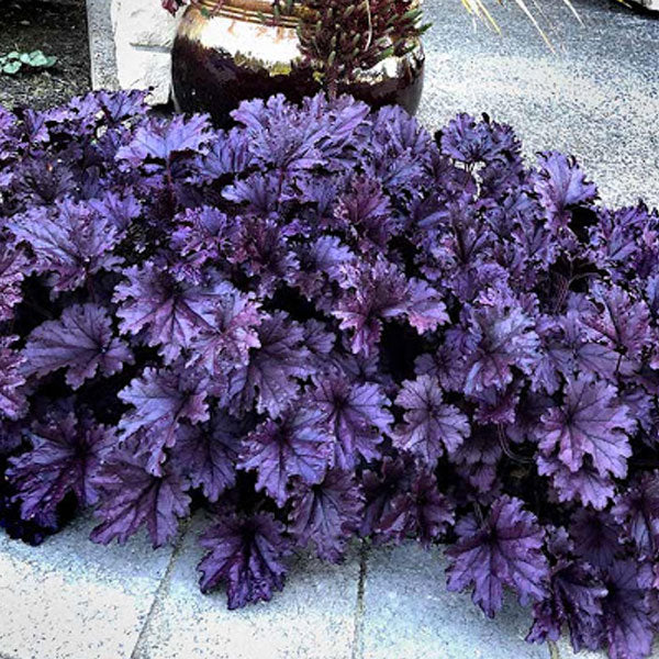 Heuchera Forever® 'Purple' - 2 Gallon Pot