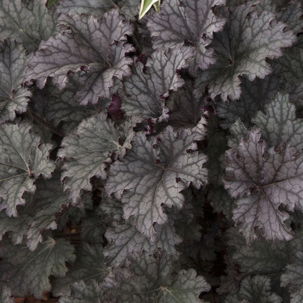 Heuchera 'Frosted Violet' - 2 Gallon Pot