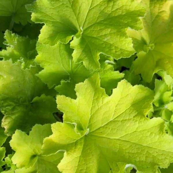 Heuchera 'Guacamole' - 2 Gallon Pot