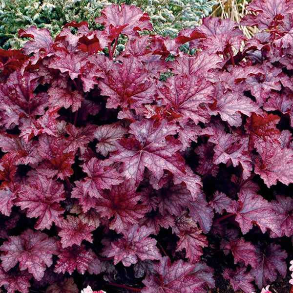 Heuchera 'Amethyst Mist' - 2 Gallon Pot