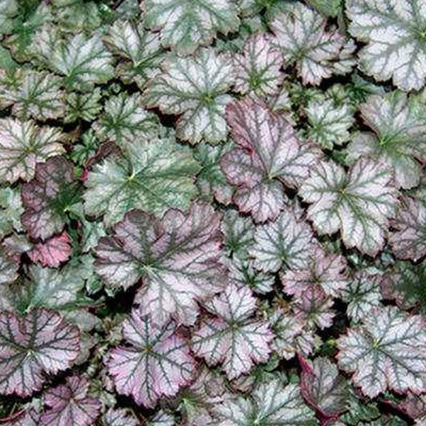 Heuchera 'Harvest Burgundy' - 2 Gallon Pot