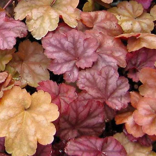 Heuchera 'Beaujolais' - 2 Gallon Pot