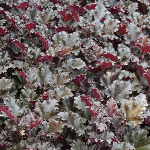 Heuchera 'Dark Secret' - 2 Gallon Pot