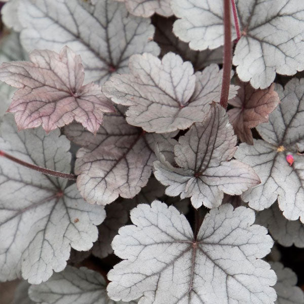 Heuchera Dolce® 'Silver Gumdrop' PW - 2 Gallon Pot