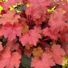 Load image into Gallery viewer, Heuchera &#39;Orange Dream&#39; - 2 Gallon Pot
