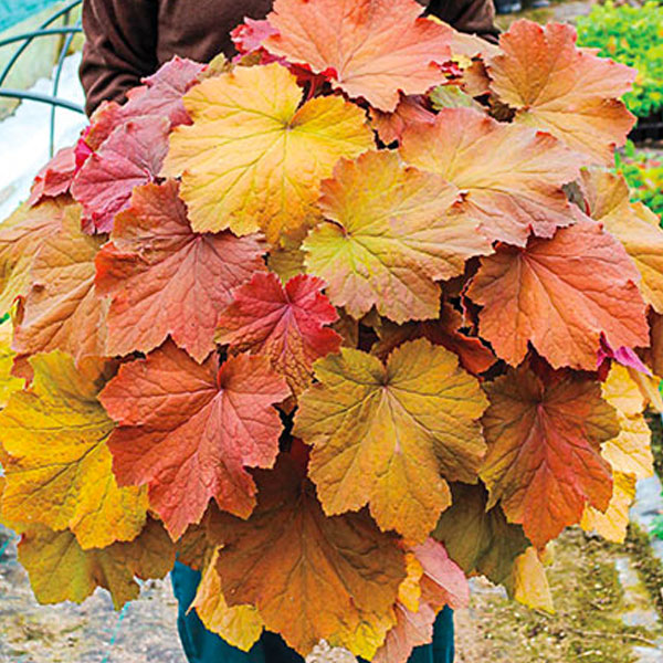 Heuchera 'Mega Caramel' - 2 Gallon Pot