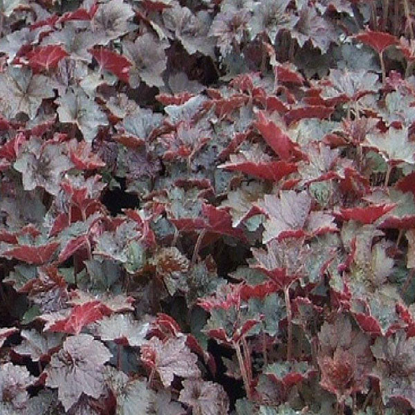 Heuchera 'Palace Purple'