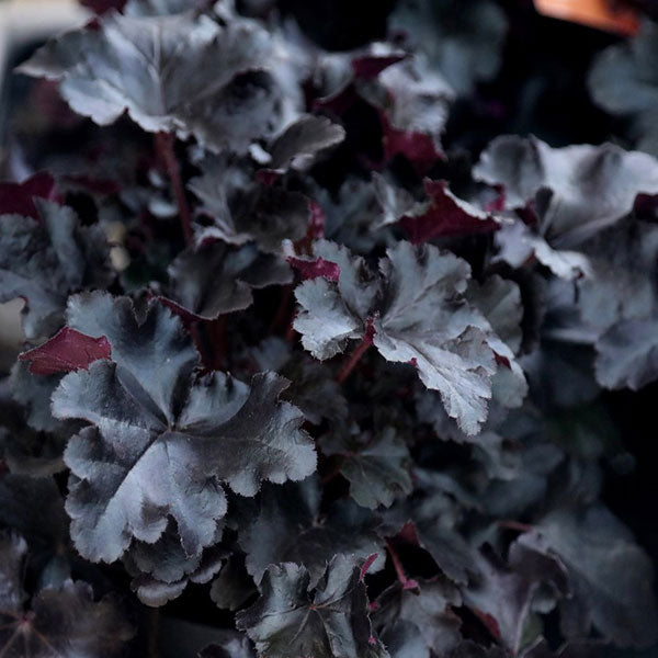 Heuchera Primo® 'Black Pearl' PW - 2 Gallon Pot