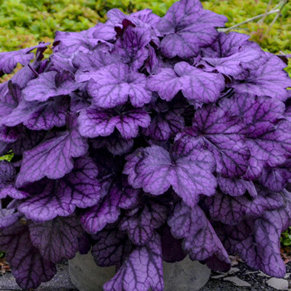 Heuchera Primo® 'Wild Rose' PW - 2 Gallon Pot