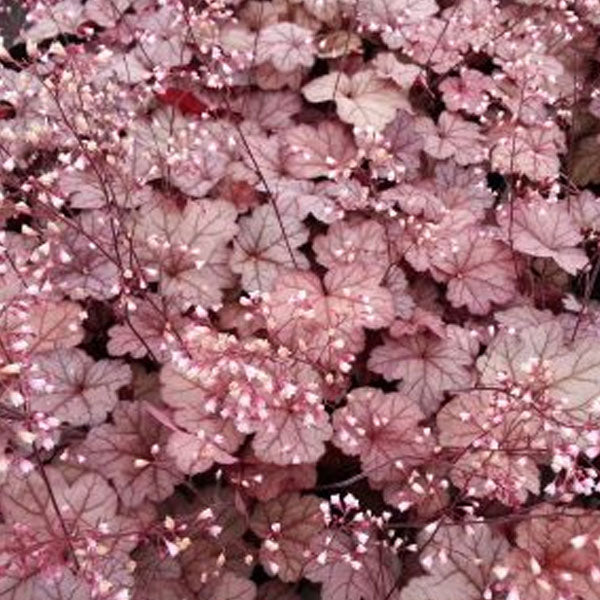 Heuchera 'Raspberry Sea' - 2 Gallon Pot