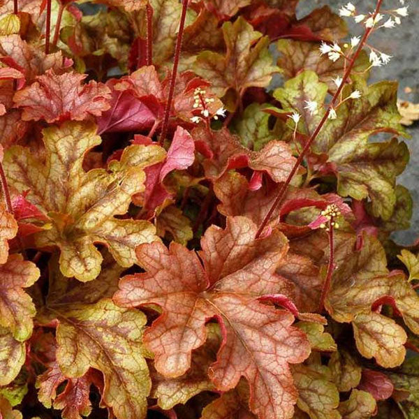 Heucherella 'Autumn Cascade' - 2 Gallon Pot