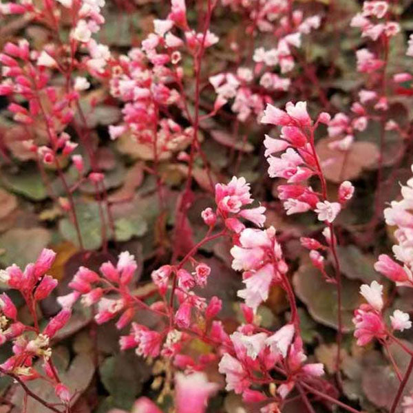 Heuchera 'Pink Pearls' - 2 Gallon Pot