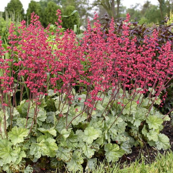 Heuchera Dolce® 'Spearmint' PW - 2 Gallon Pot