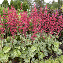 Load image into Gallery viewer, Heuchera Dolce® &#39;Spearmint&#39; PW - 2 Gallon Pot
