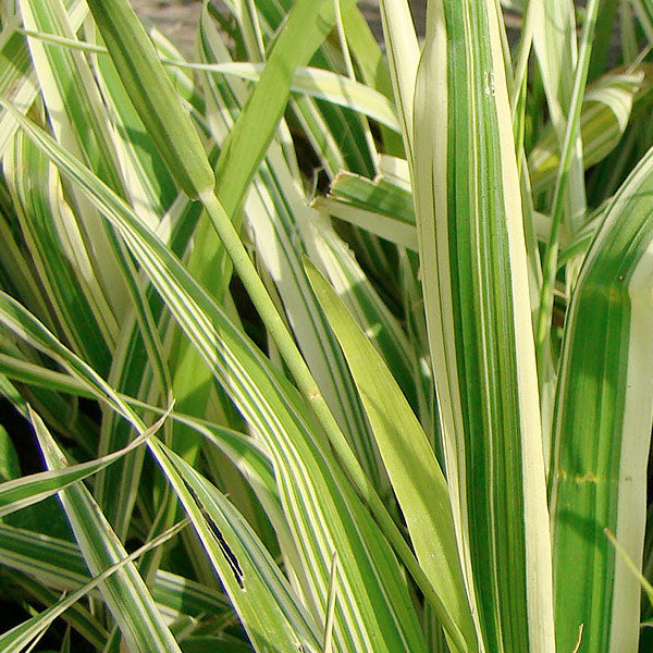 Phalaris 'Dwarf Garters' - 2 Gallon Pot