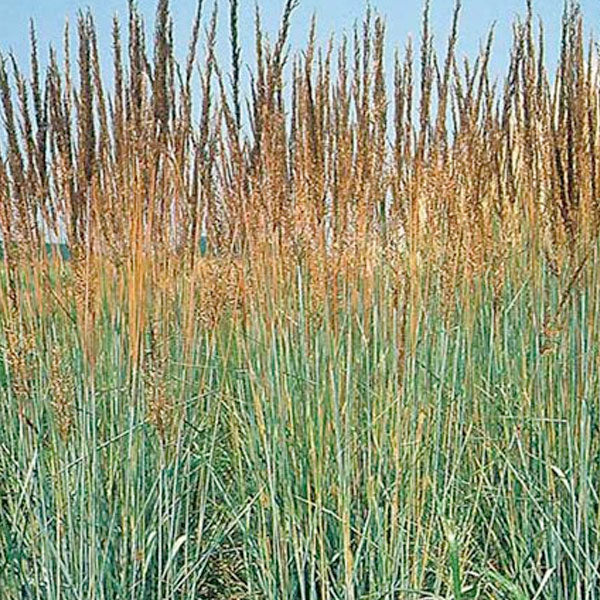 Sorghastrum nutans - 2 Gallon