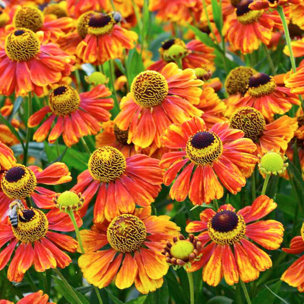Helenium autumnale - 2 Gallon Pot