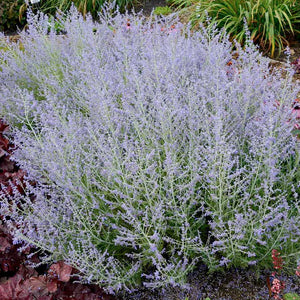 Perovskia 'Lacey Blue' - Russian Sage - 2 Gallon Pot