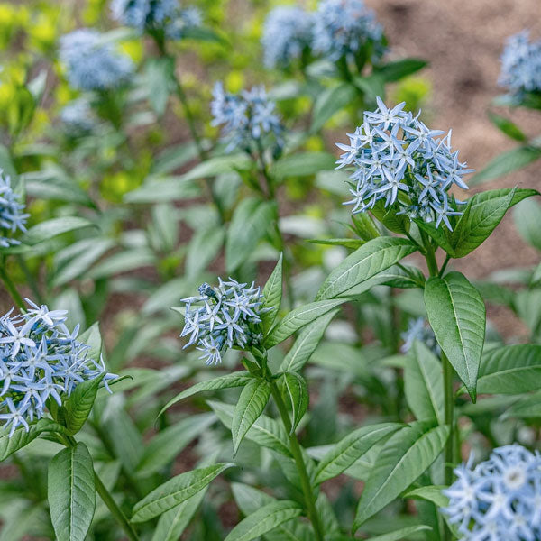 Amsonia Tabernaemontana